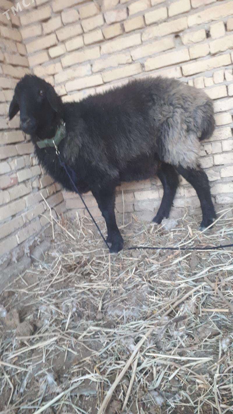 bicikli kockar - Dänew - img 2