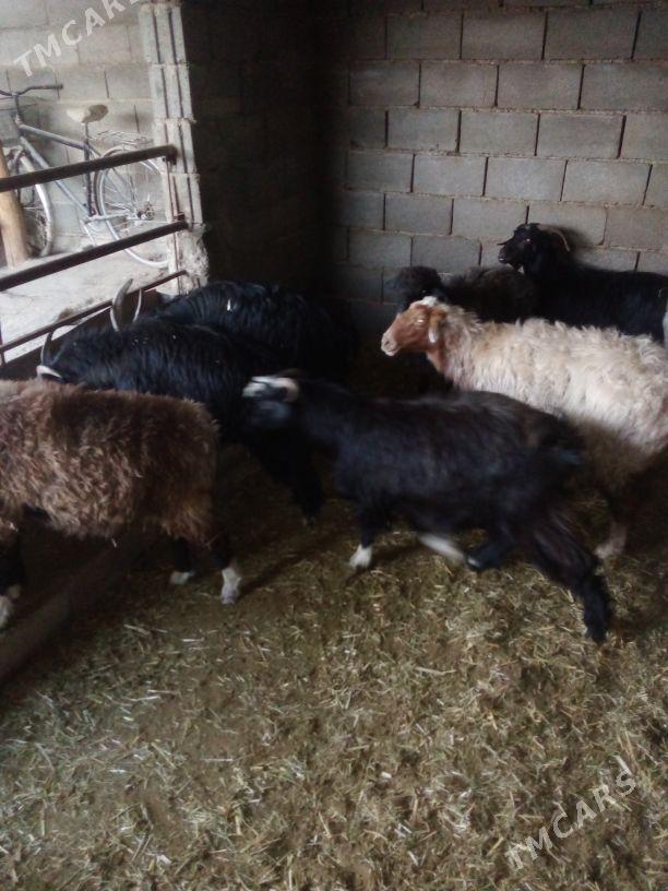 GOŶUN GEÇI - Бахарден - img 6