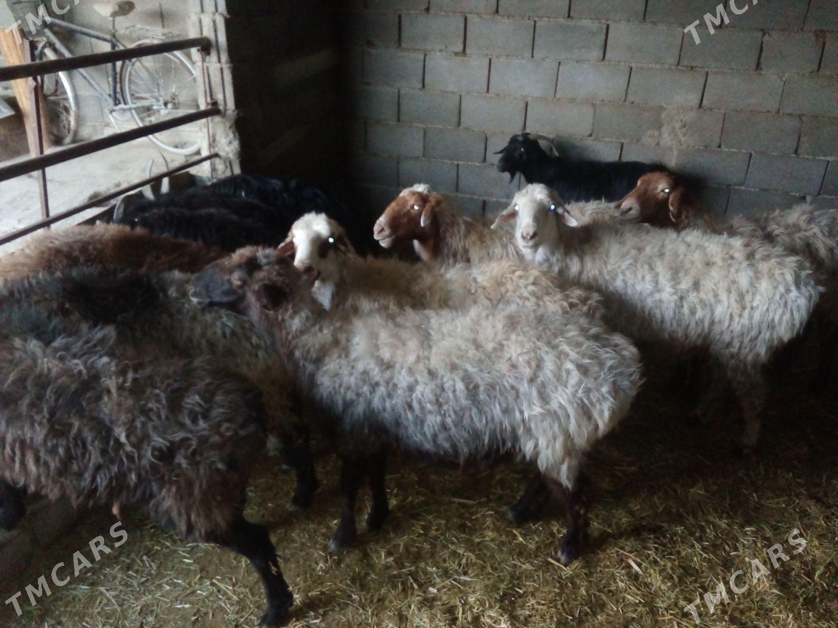 GOŶUN GEÇI - Бахарден - img 4