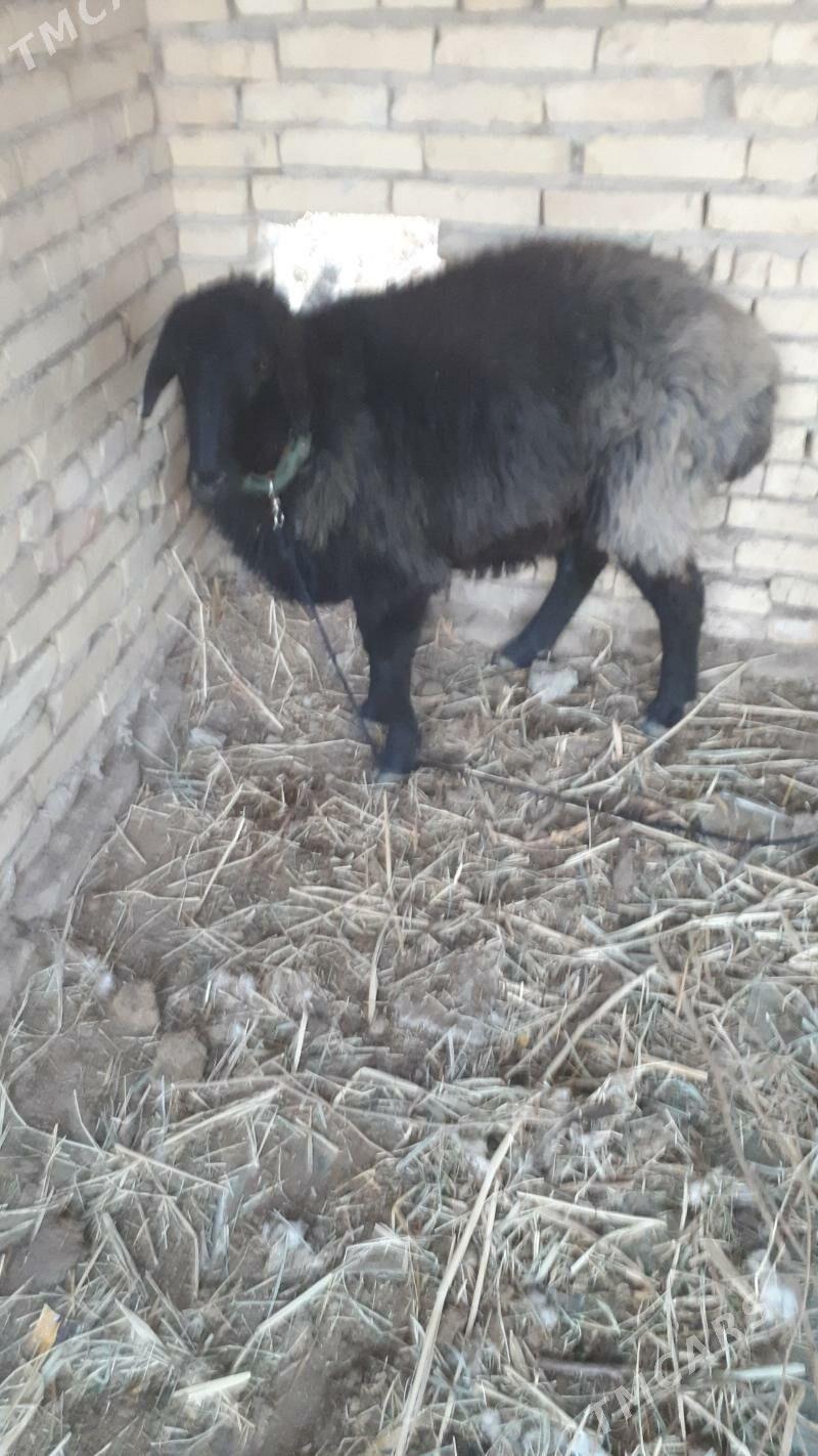 bicikli kockar - Dänew - img 3