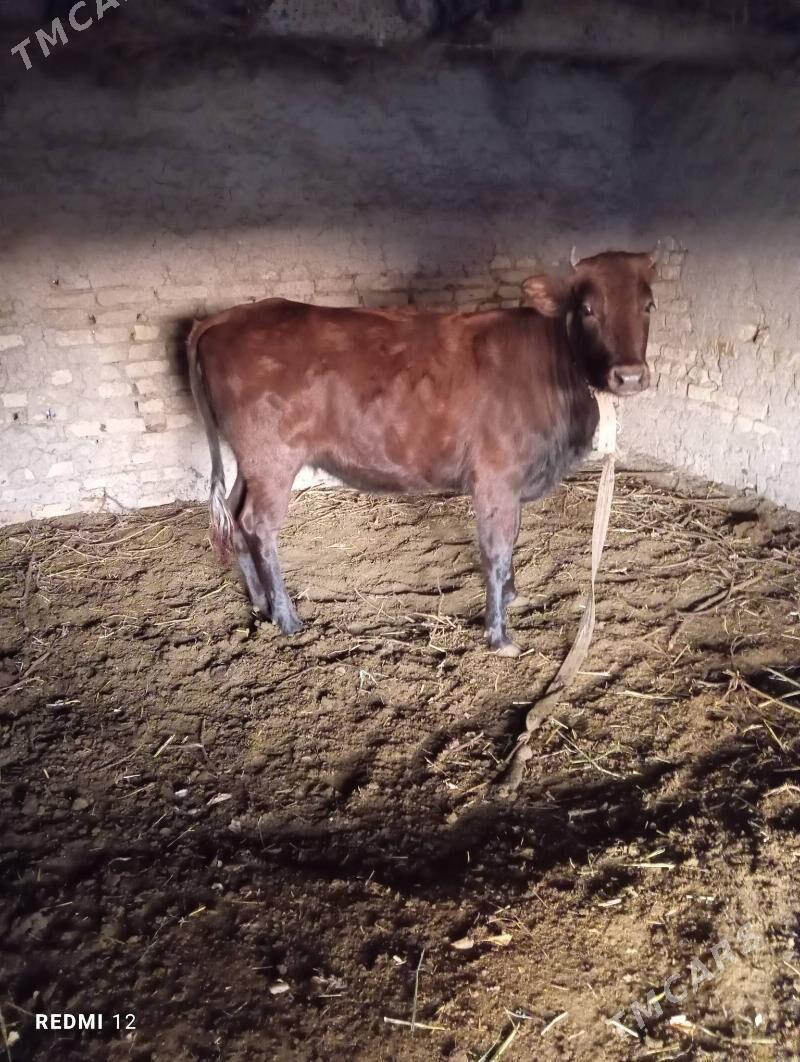 gulajyn - Мары - img 2