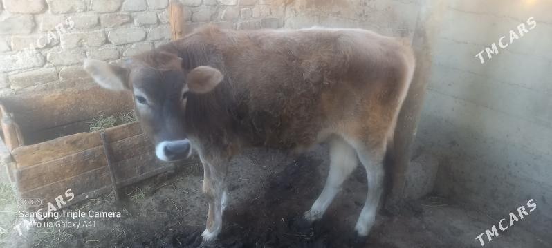 okuz bicilen - Gökdepe - img 3