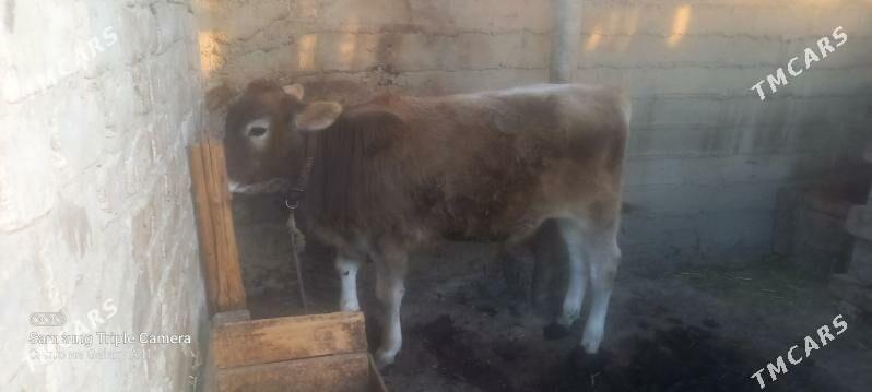 okuz bicilen - Gökdepe - img 2