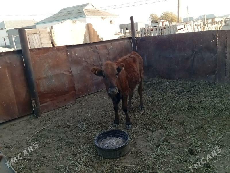 sygyr göle - Эсенгулы - img 2