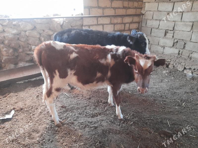 Okuzce - Balkanabat - img 1