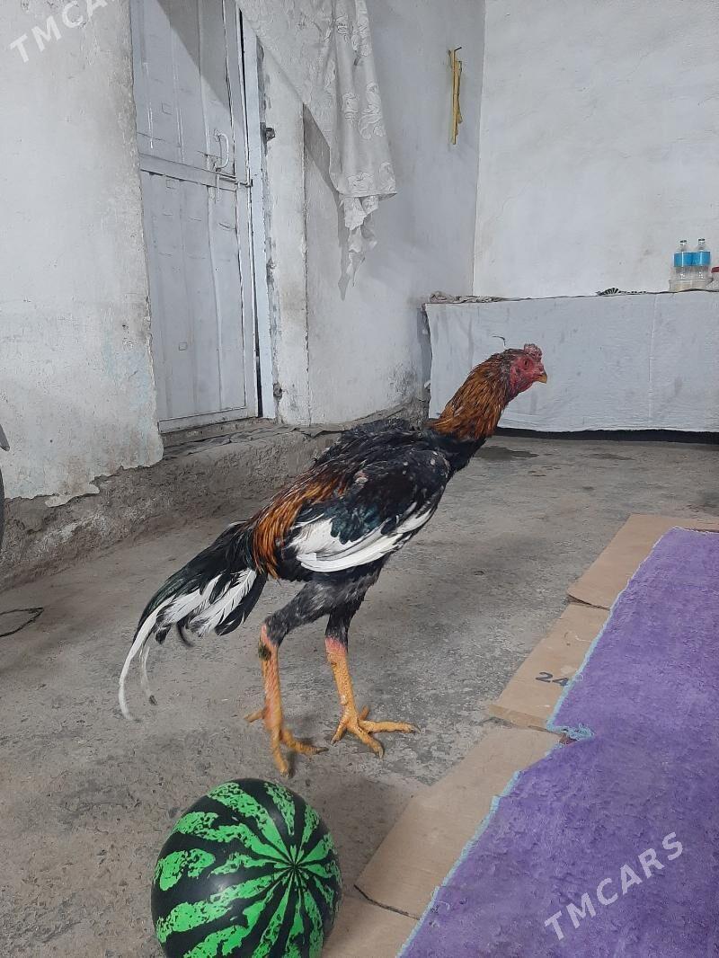 horaz juyje - Sakarçäge - img 5