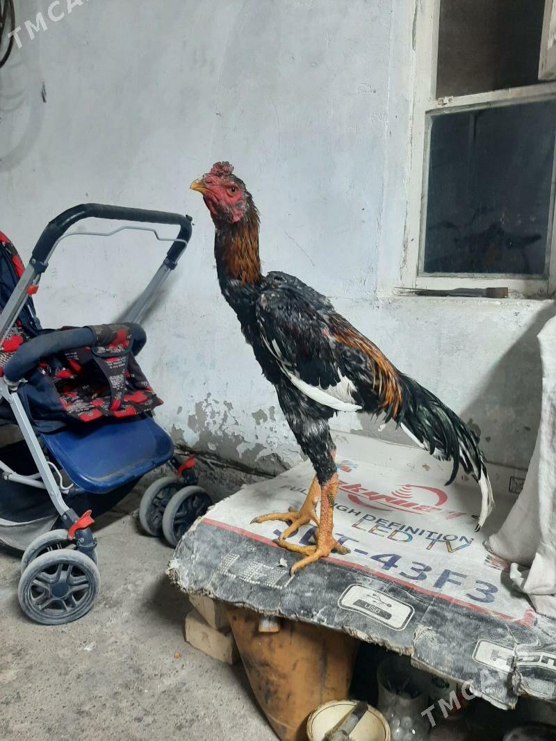 horaz juyje - Sakarçäge - img 4