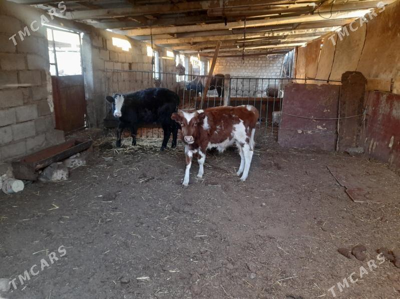 Okuzce - Balkanabat - img 5