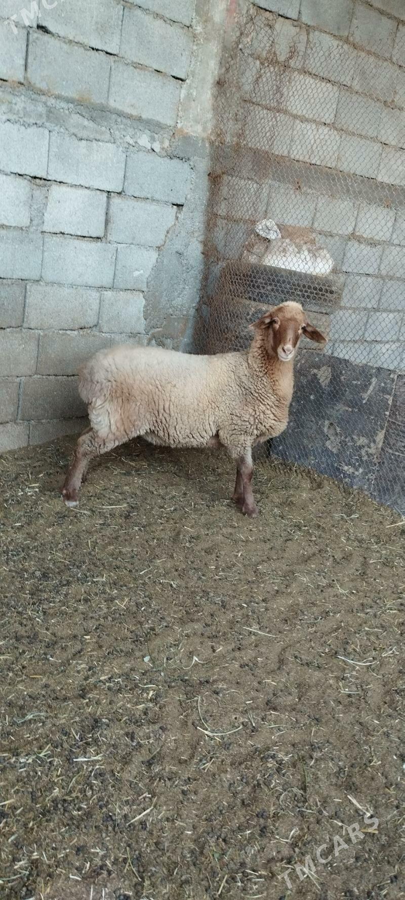 Saryja goýun - Gökdepe - img 2