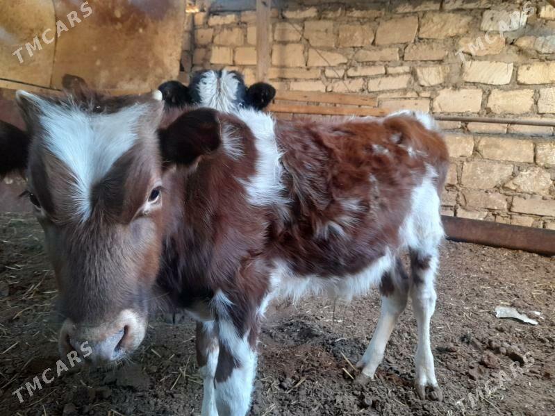 Okuzce - Balkanabat - img 3