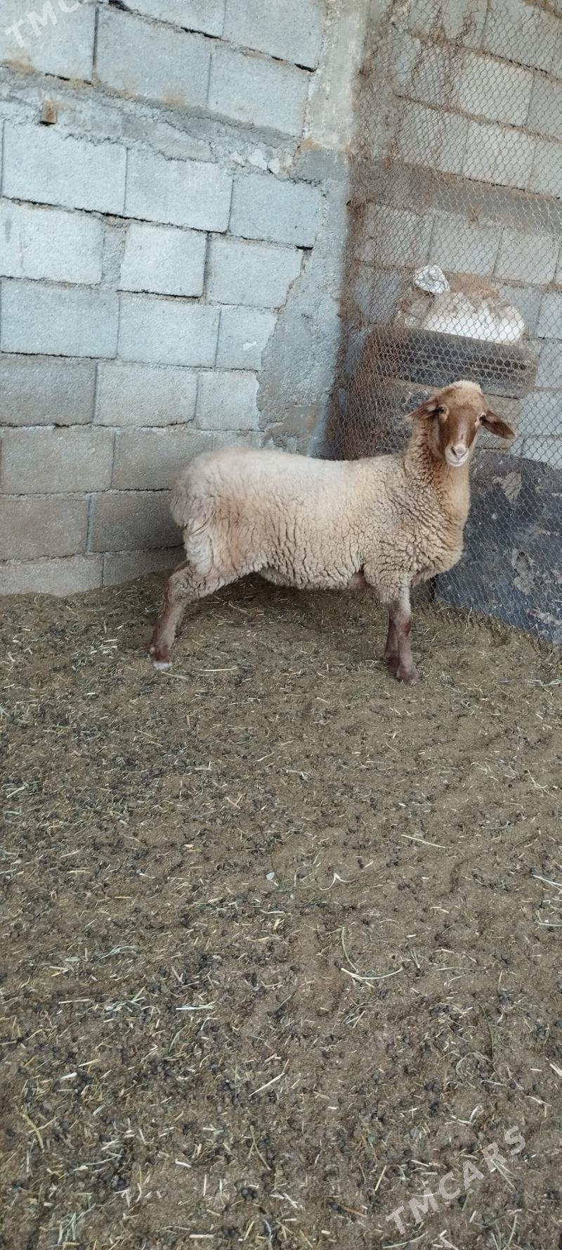 Saryja goýun - Gökdepe - img 3