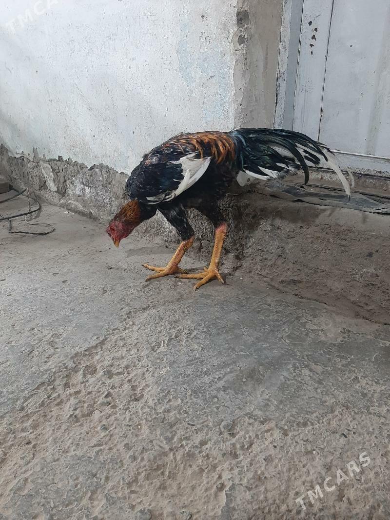 horaz juyje - Sakarçäge - img 6