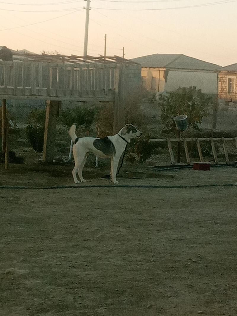 Alabay - Гызыларбат - img 2