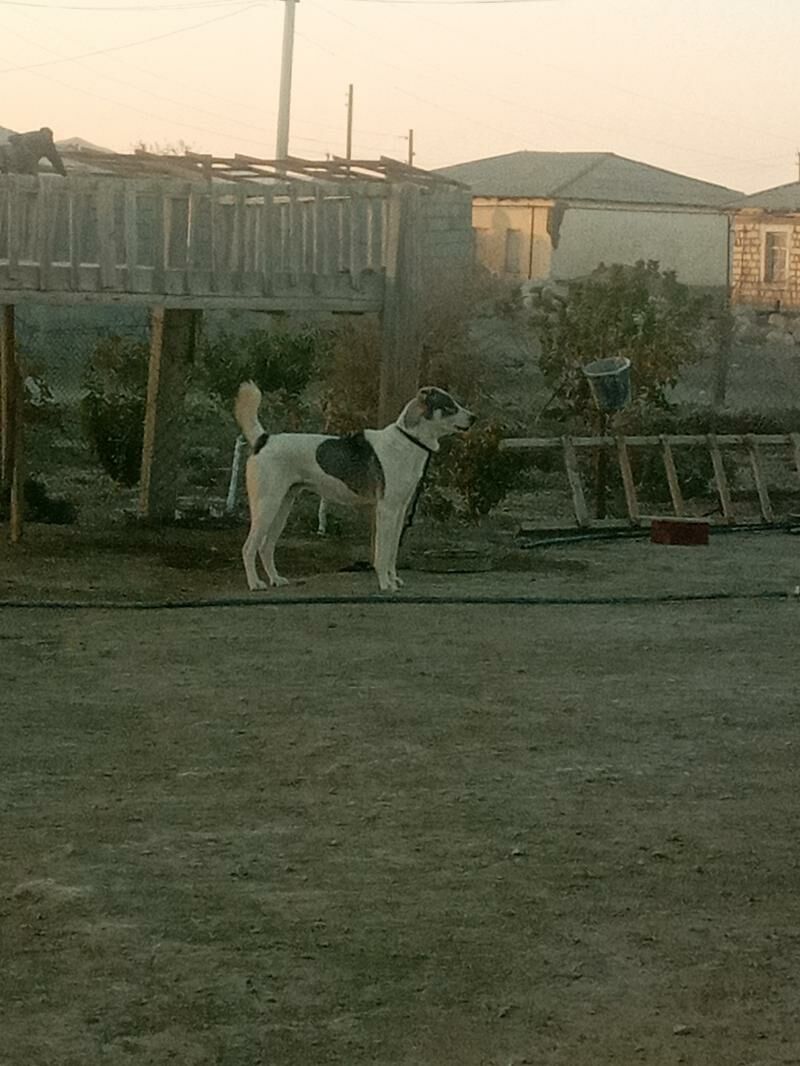 Alabay - Гызыларбат - img 1