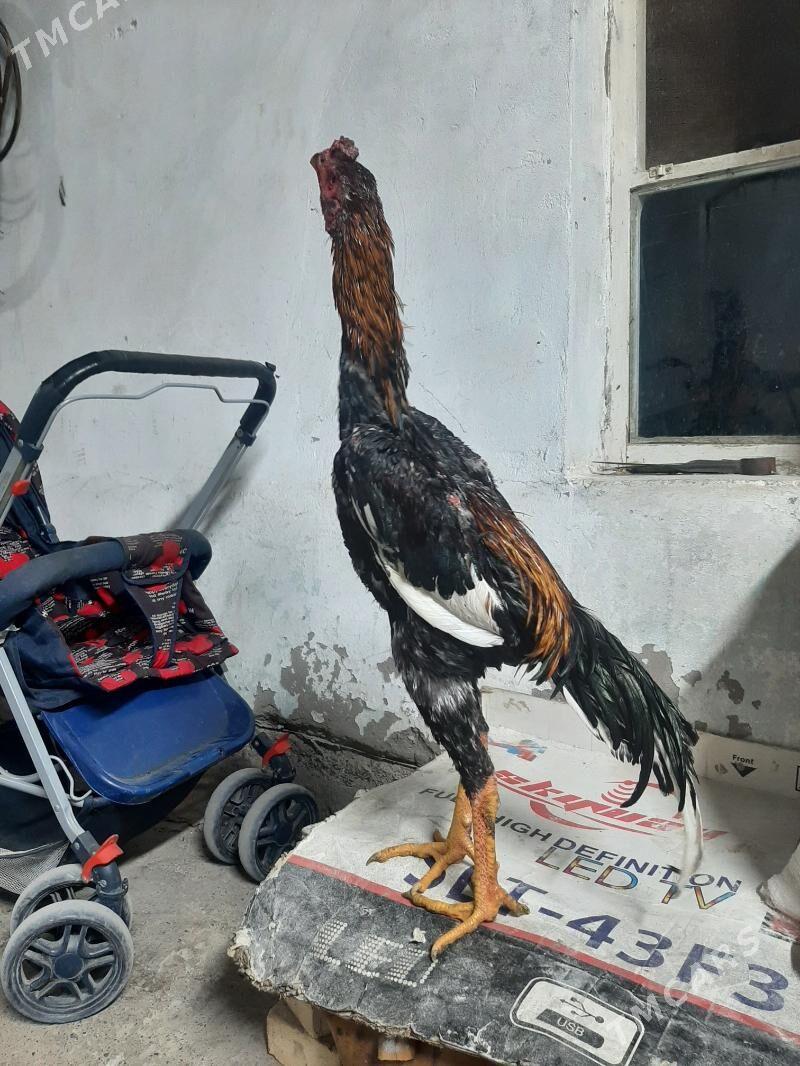 horaz juyje - Sakarçäge - img 3