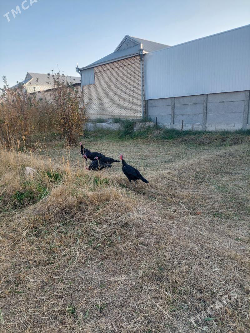 inDuK - Mary - img 2