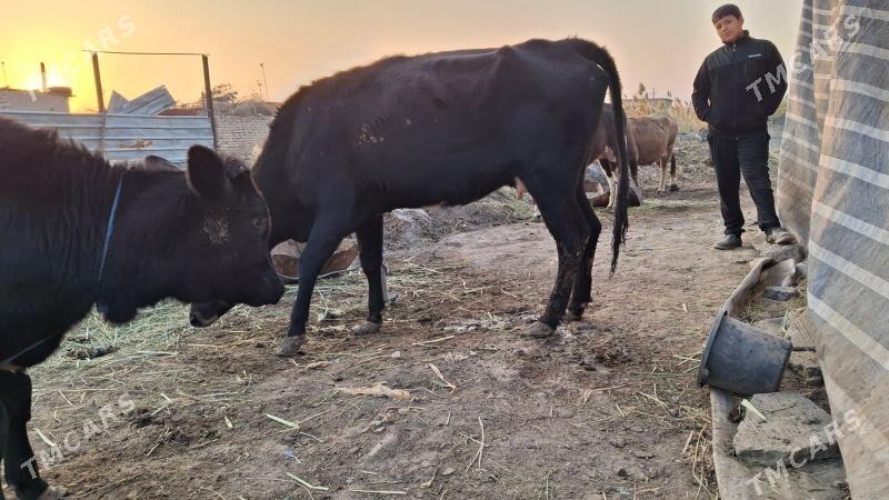 saglyk sygyr - Çärjew - img 2