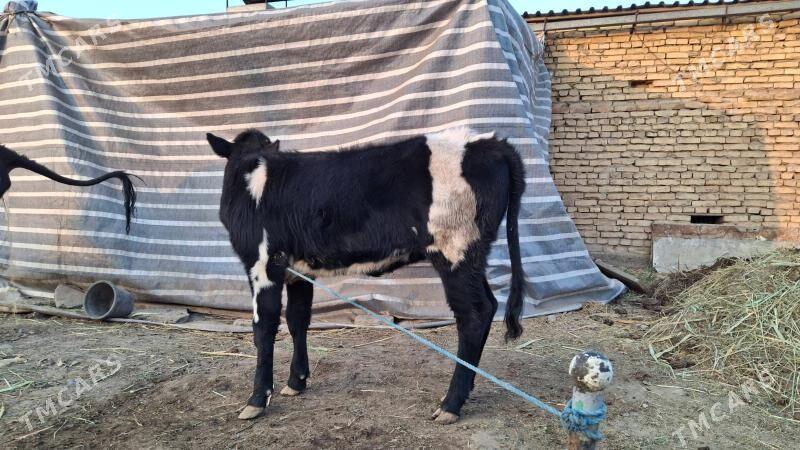 saglyk sygyr - Çärjew - img 5