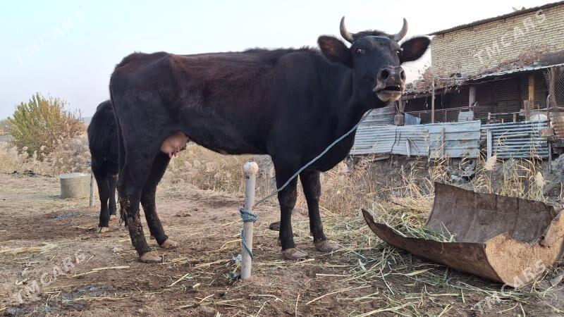 saglyk sygyr - Çärjew - img 3