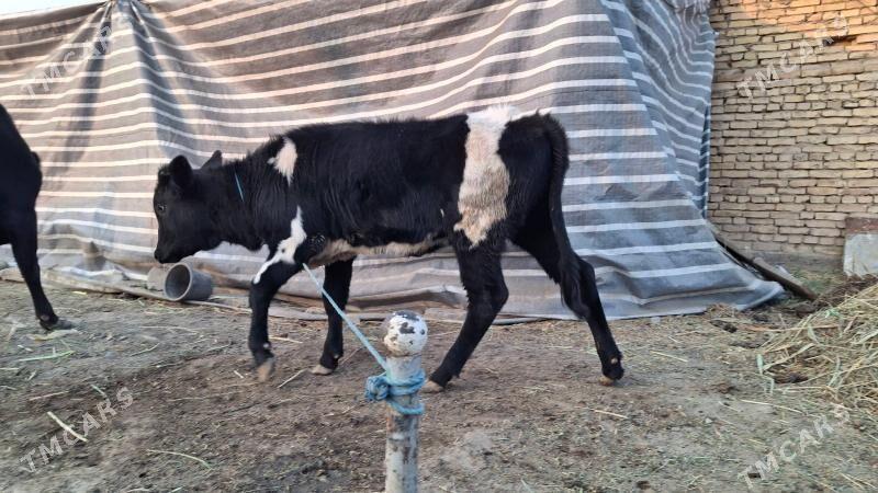 saglyk sygyr - Çärjew - img 6