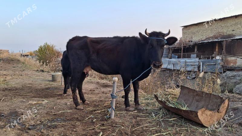 saglyk sygyr - Çärjew - img 1