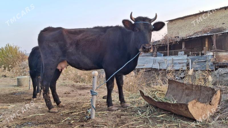 saglyk sygyr - Çärjew - img 7