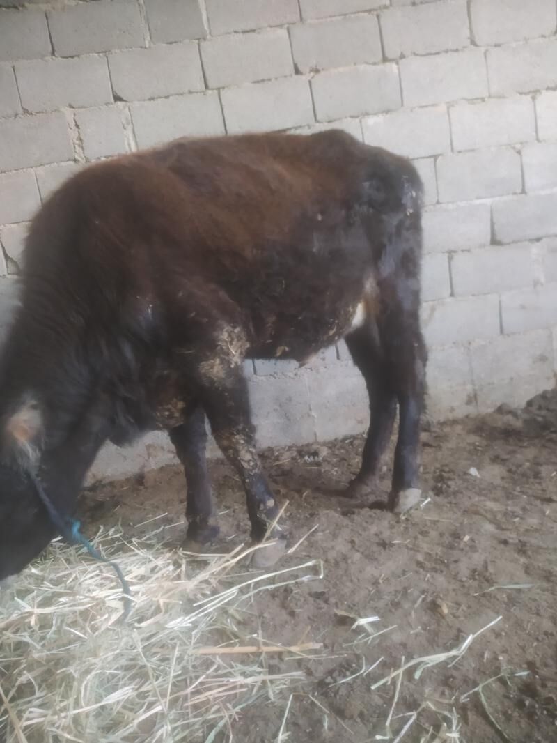 tuwe - Gyzylarbat - img 3