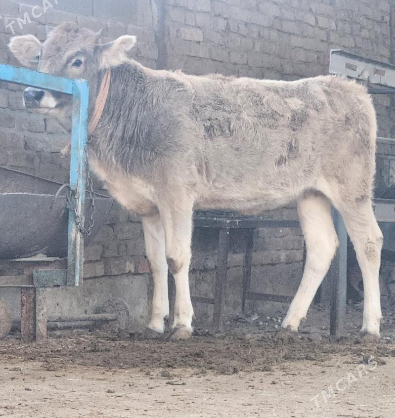 Okuz  bilen Tuwe - Bäherden - img 2