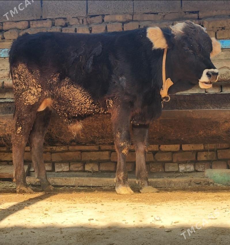 Okuz bilen Tuwe - Bäherden - img 1