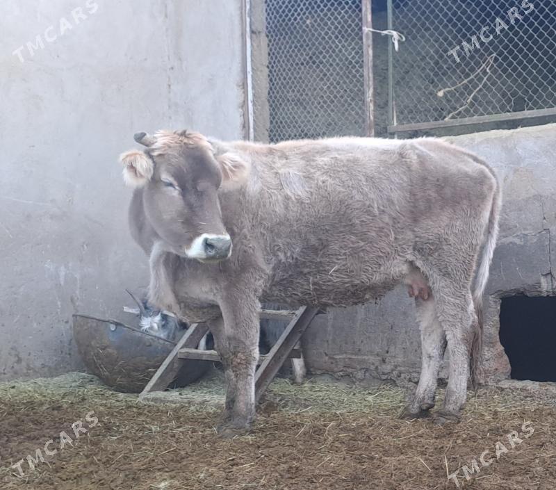 BOGAZ SYGYR - Бахарден - img 4