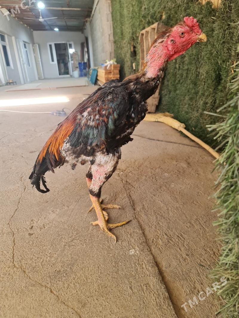 horaz - Çoganly - img 2