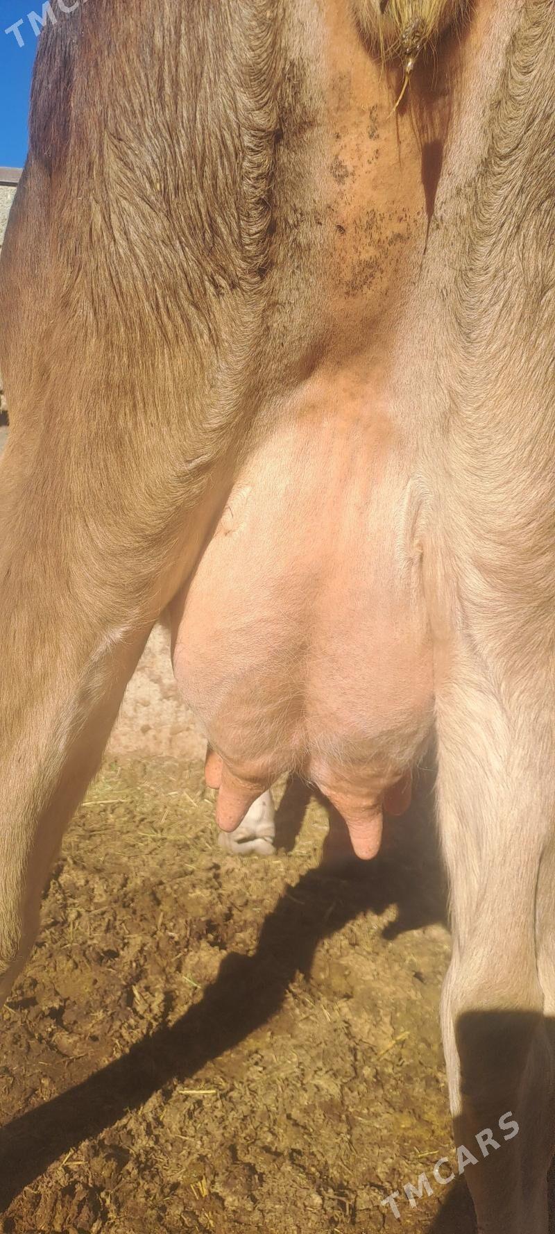 BOGAZ SYGYR - Бахарден - img 1