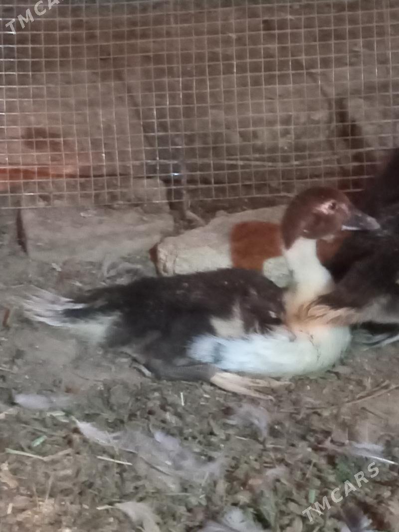 ordek - Мары - img 2