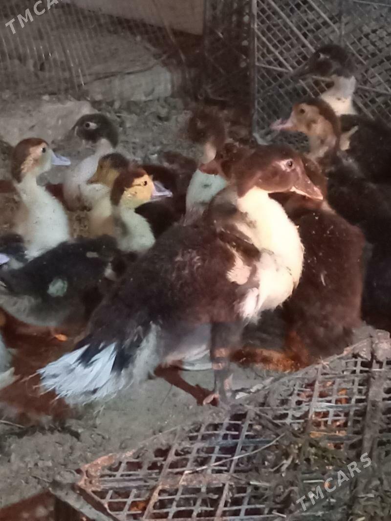 ordek - Мары - img 3