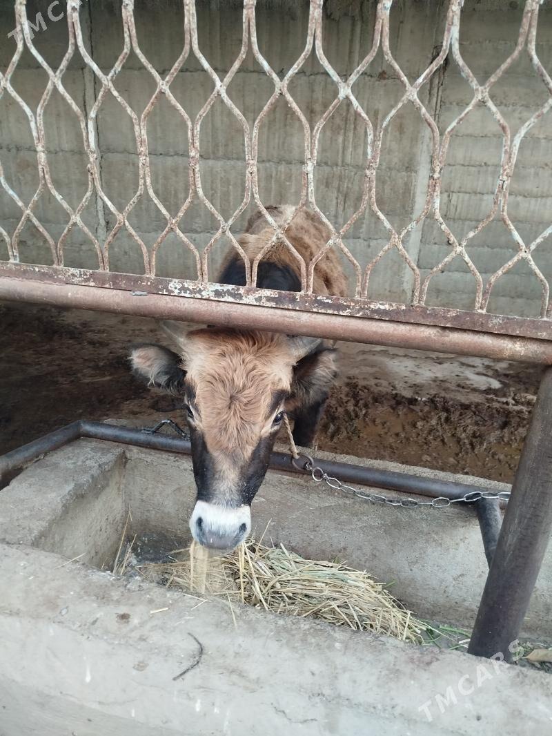 okuz - Гёкдже - img 1