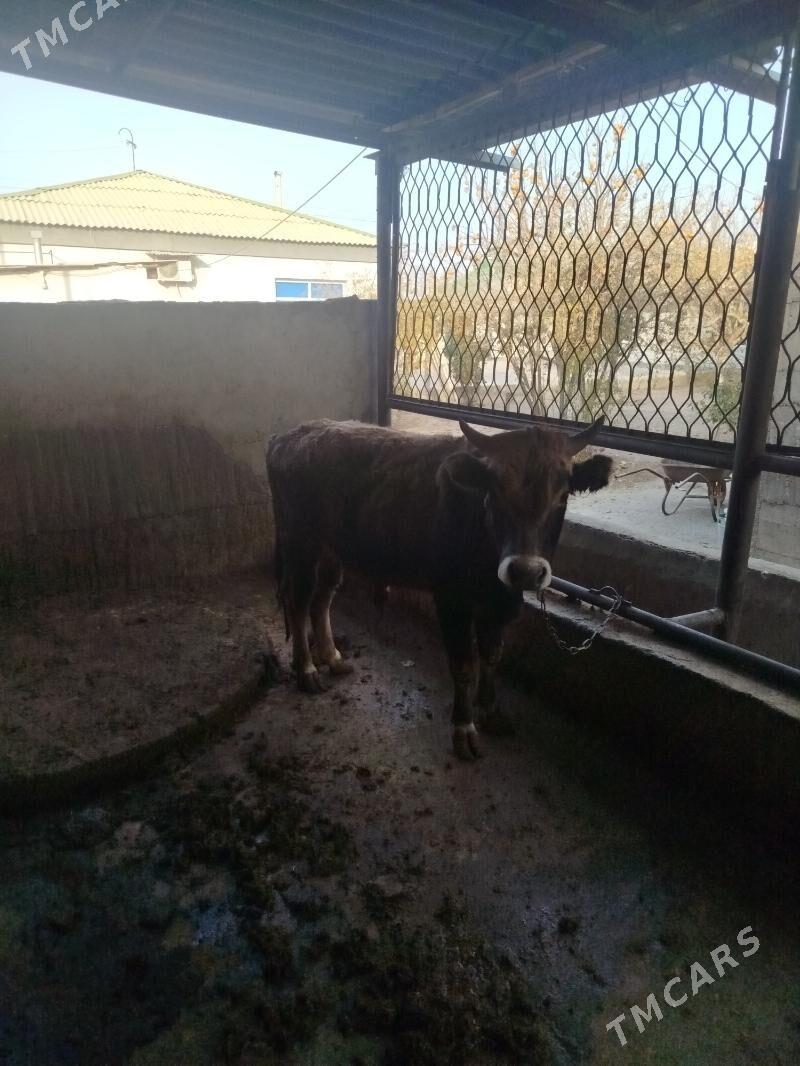 okuz - Гёкдже - img 4