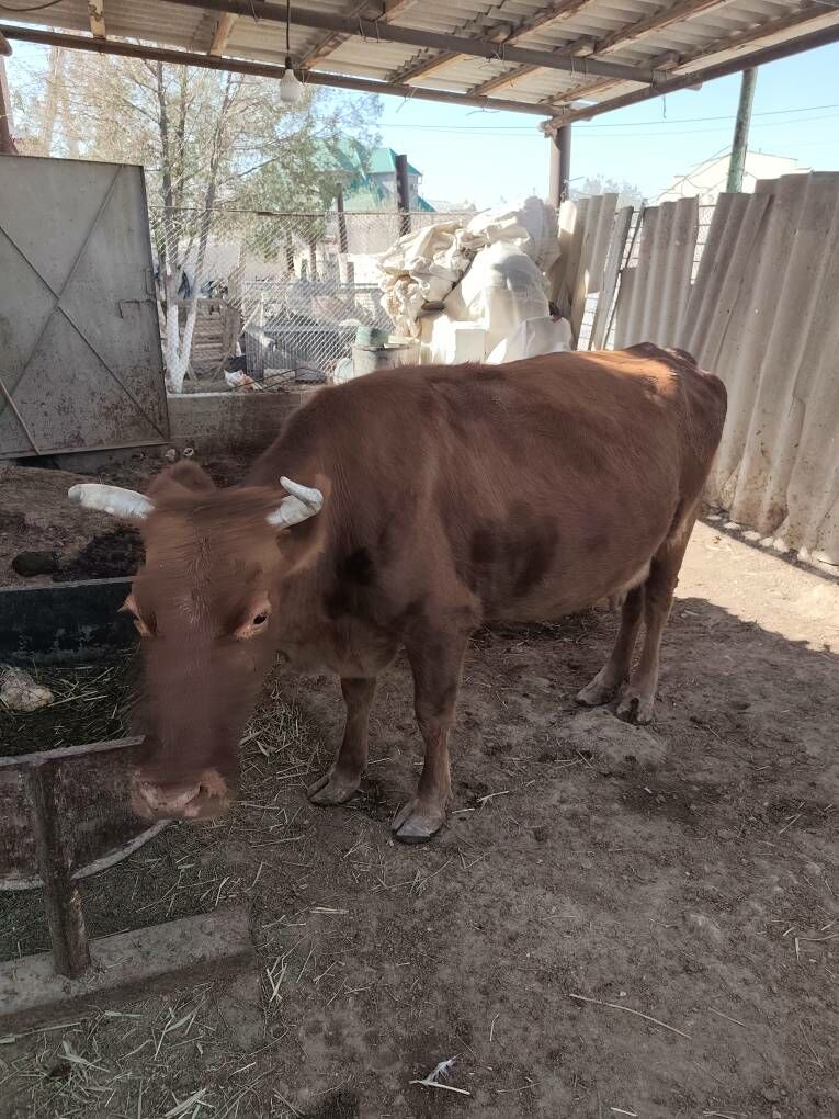 Sygyr goleli - Balkanabat - img 4