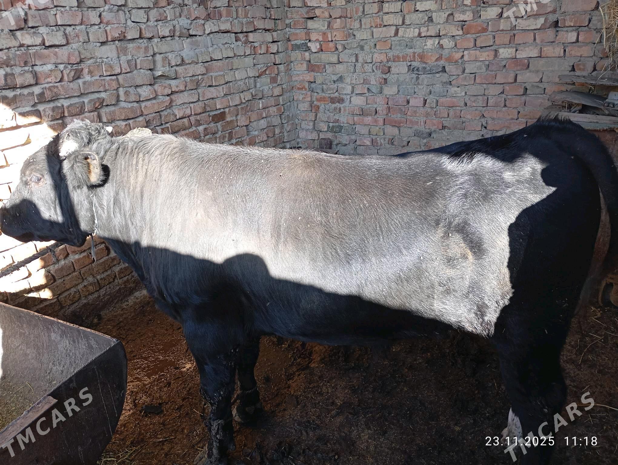 okuz - Бахарден - img 2