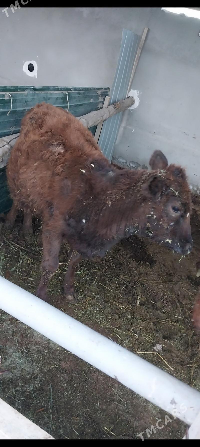 tuwe - Ашхабад - img 3