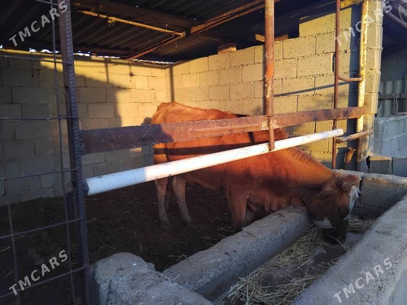 Tuwe - Ашхабад - img 2