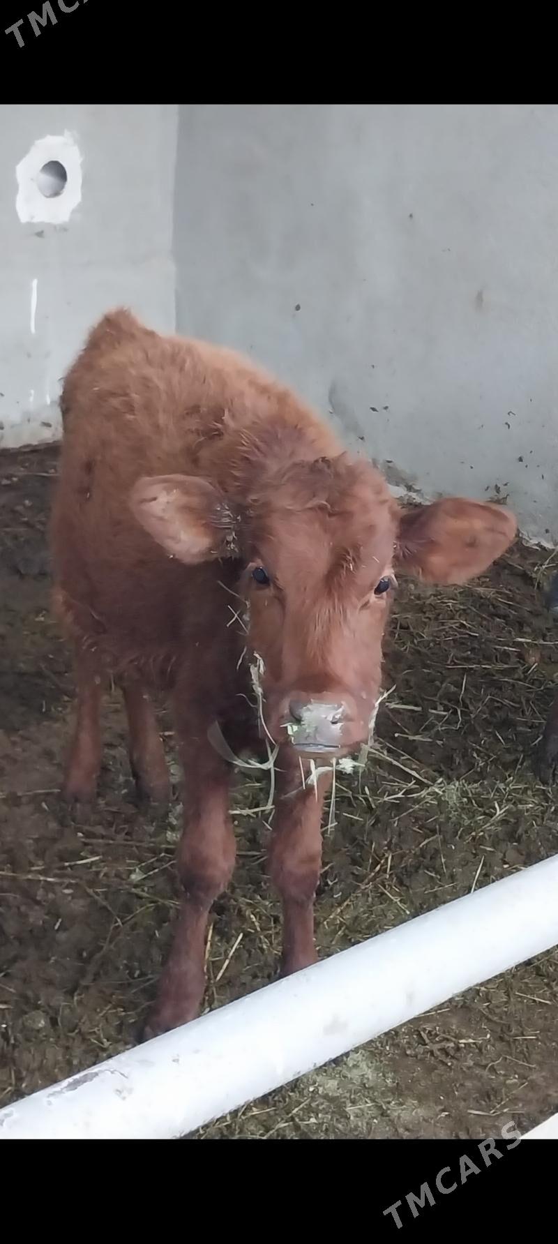 tuwe - Ашхабад - img 1