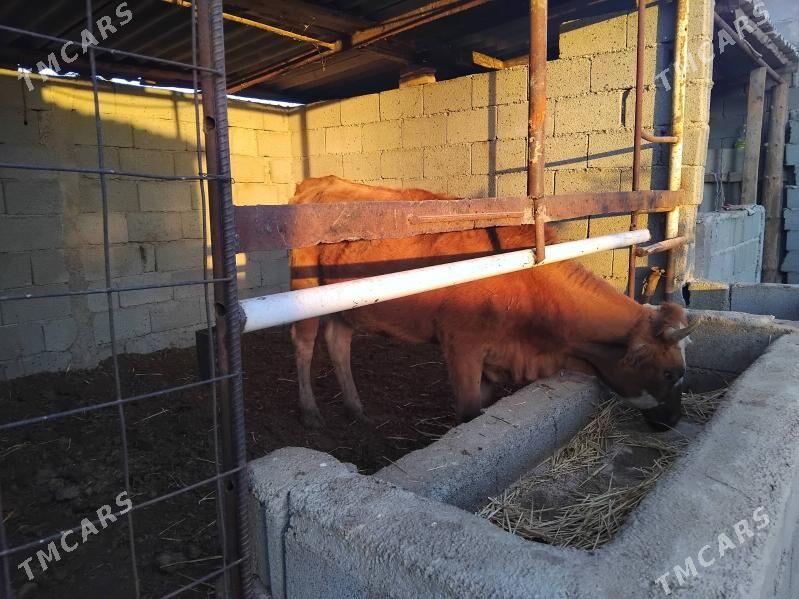 Tuwe - Ашхабад - img 3