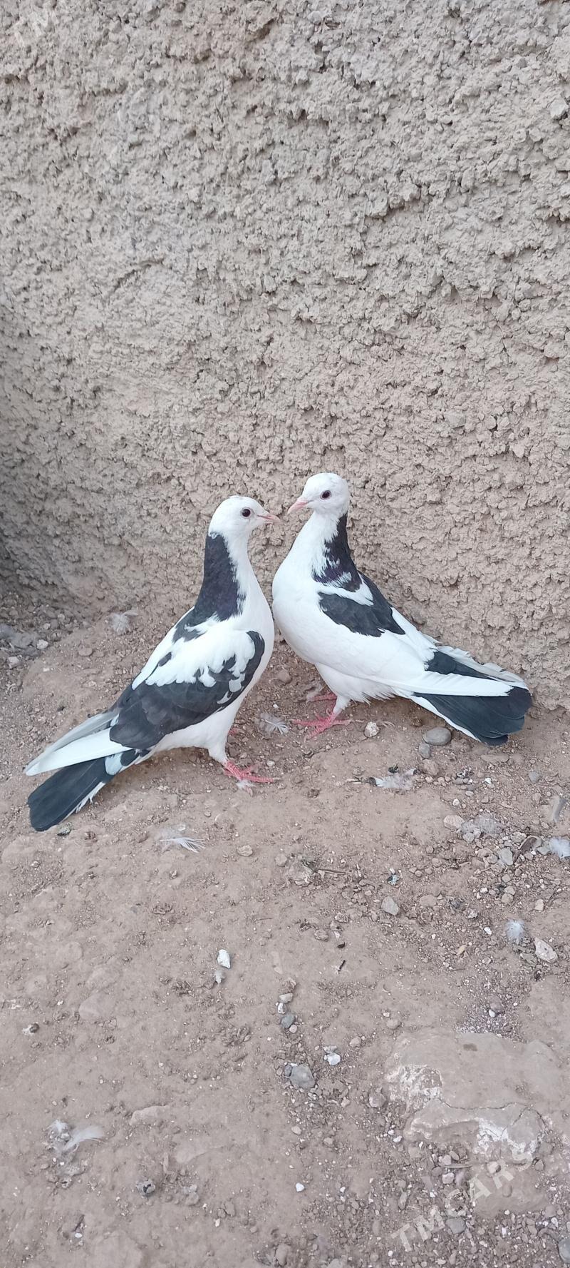 kepderi - Gyzylarbat - img 2