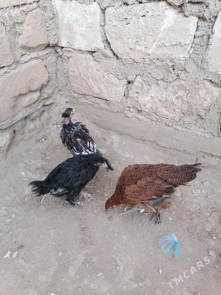 Tawuk - Gumdag - img 2