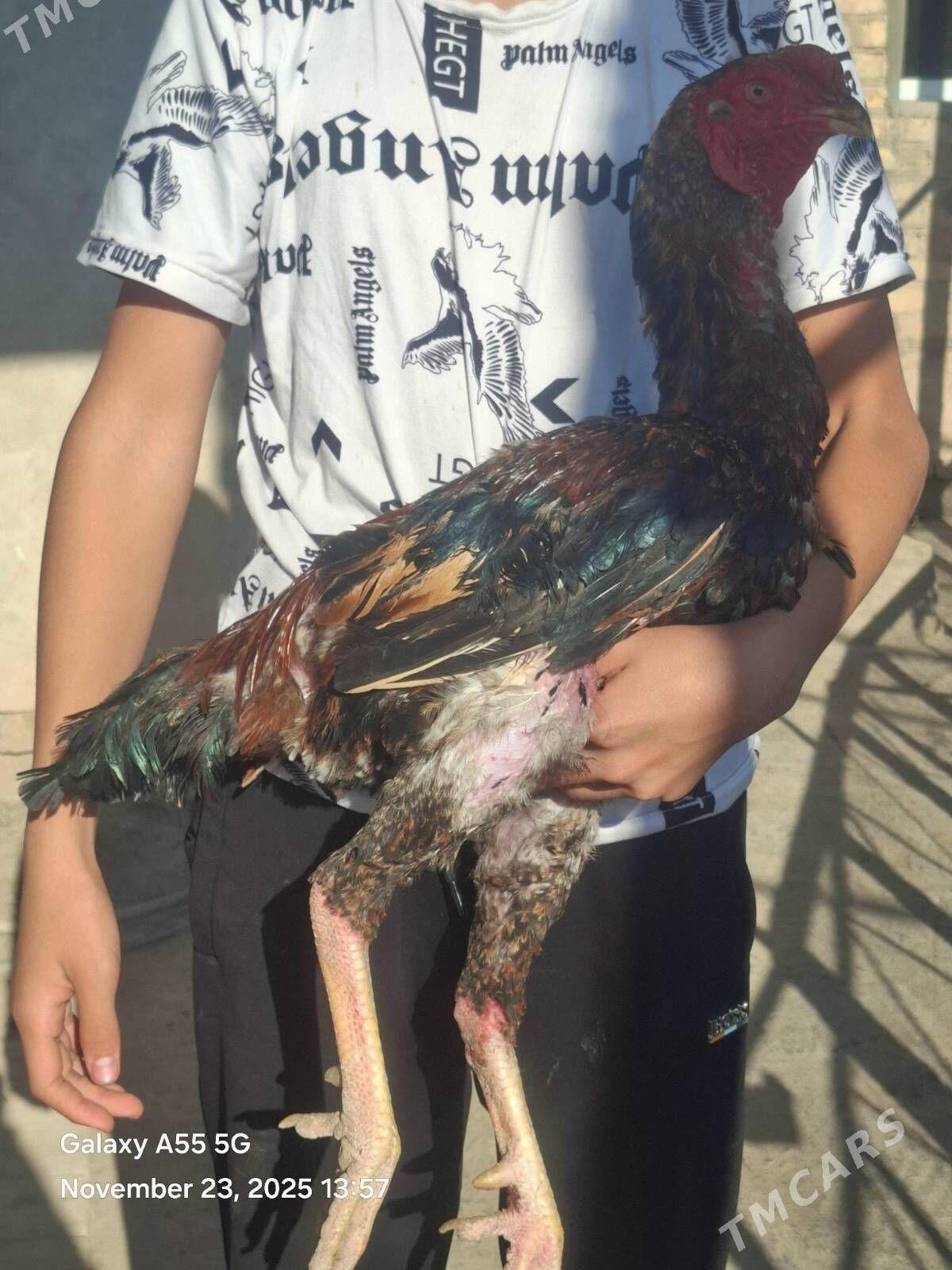 horaz - Акдепе - img 6