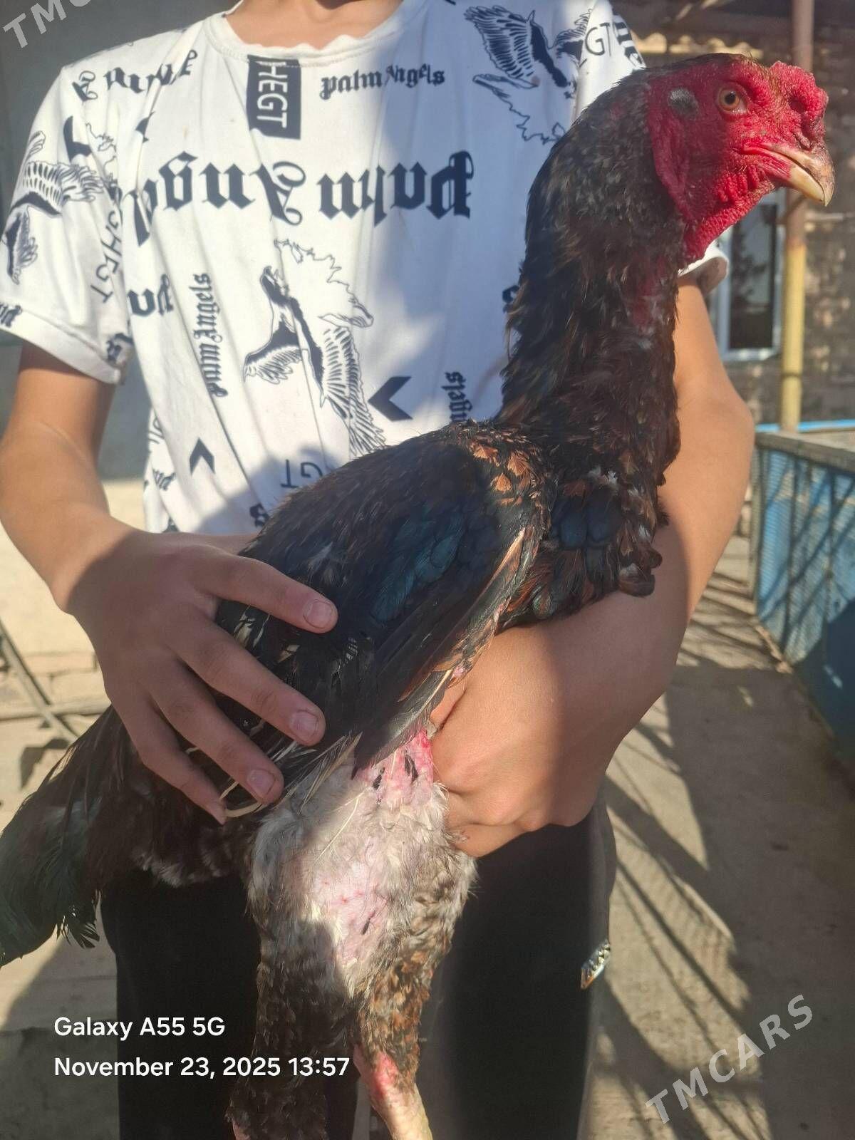 horaz - Акдепе - img 3