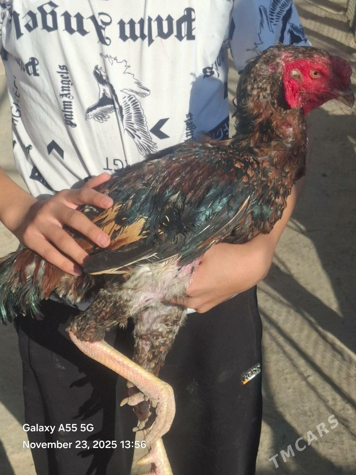 horaz - Акдепе - img 1