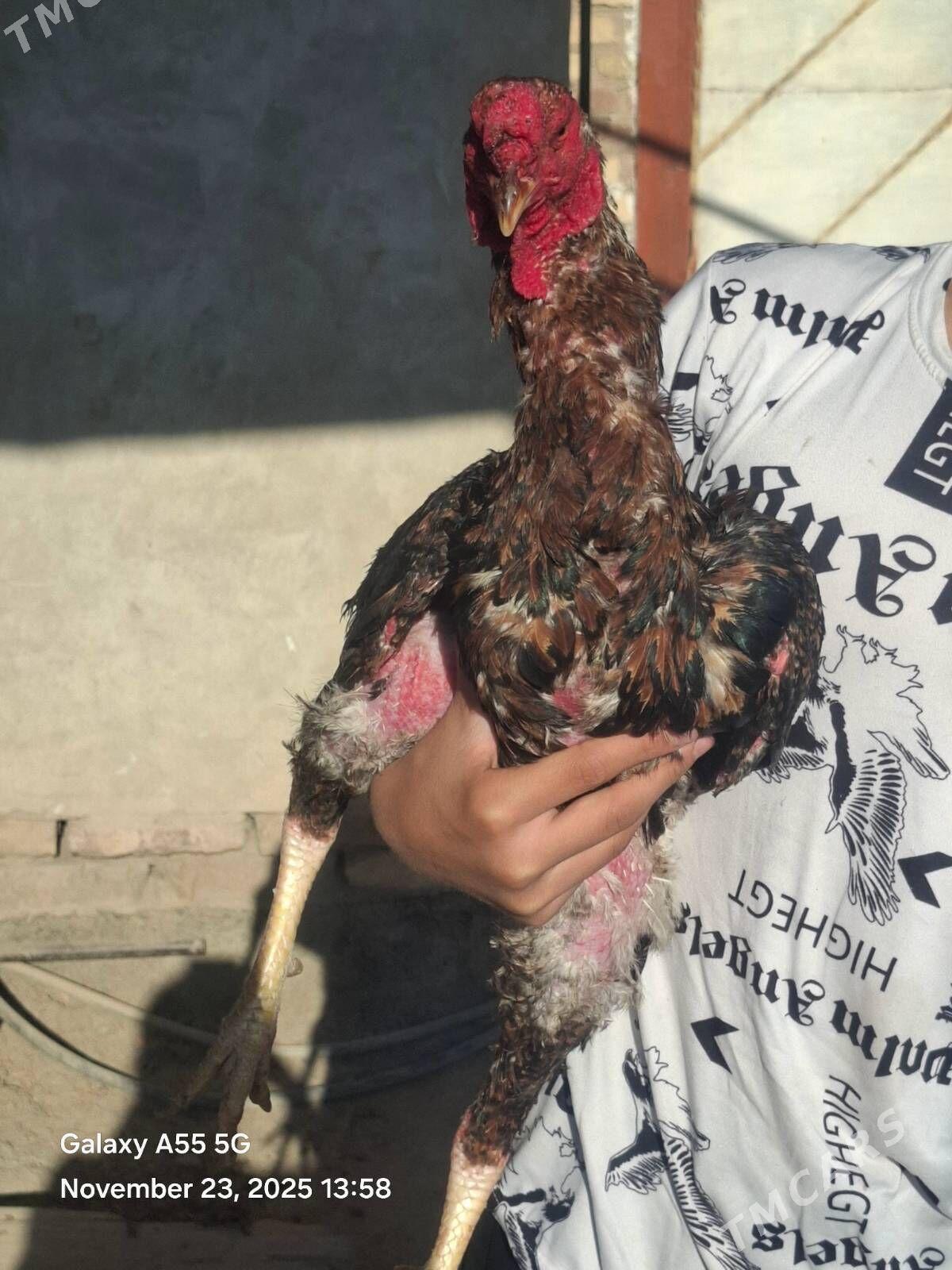 horaz - Акдепе - img 2