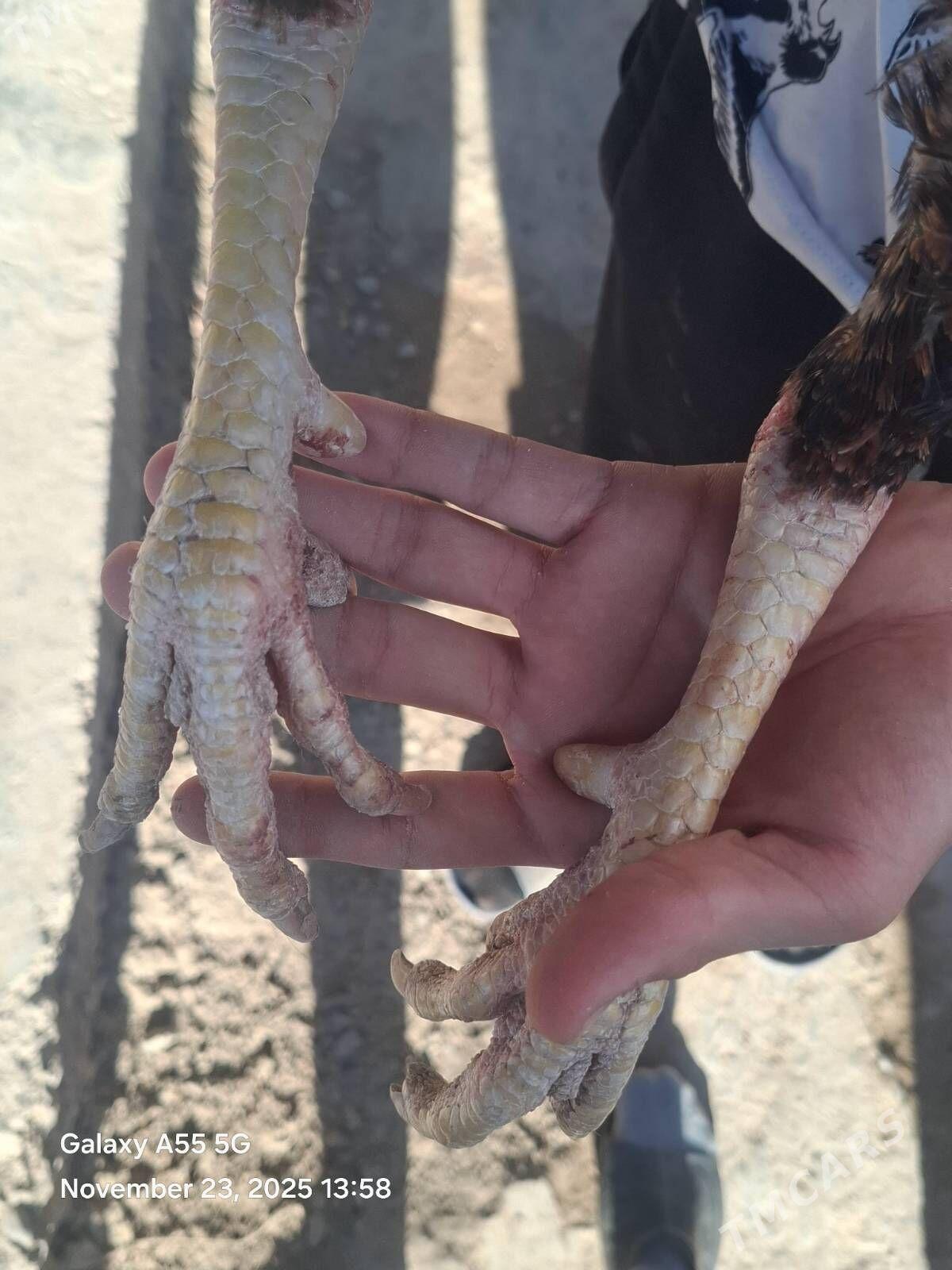 horaz - Акдепе - img 8