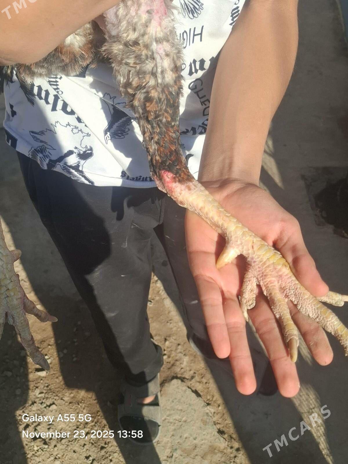 horaz - Акдепе - img 7